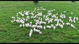 PASTOREIO ROTATÍNUO  -MÉTODO GARANTE MAIS CARNE E MAIS LEITE