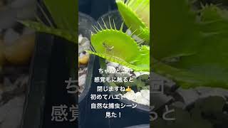 【食虫植物】ハエトリソウの捕虫シーン