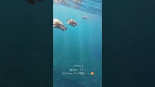 オアフ島でシュノーケリング。ウミガメの三つ子が可愛すぎるー😍