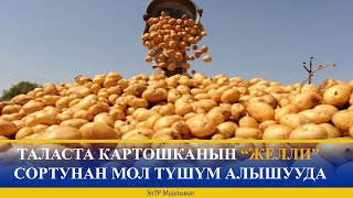 ТАЛАСТА КАРТОШКАНЫН “ЖЕЛЛИ” СОРТУНАН МОЛ ТҮШҮМ АЛЫШУУДА