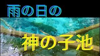 【風景動画01】雨の日の神の子池