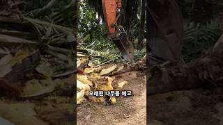 토막나는 기름야자나무