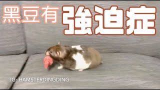 Hamsterdingding．黃金鼠自己東西自己搬回家～．黃金鼠．熊仔鼠 [黑豆Black Bean]