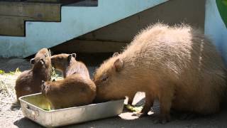 カピバラ親子の朝ご飯(万力公園)