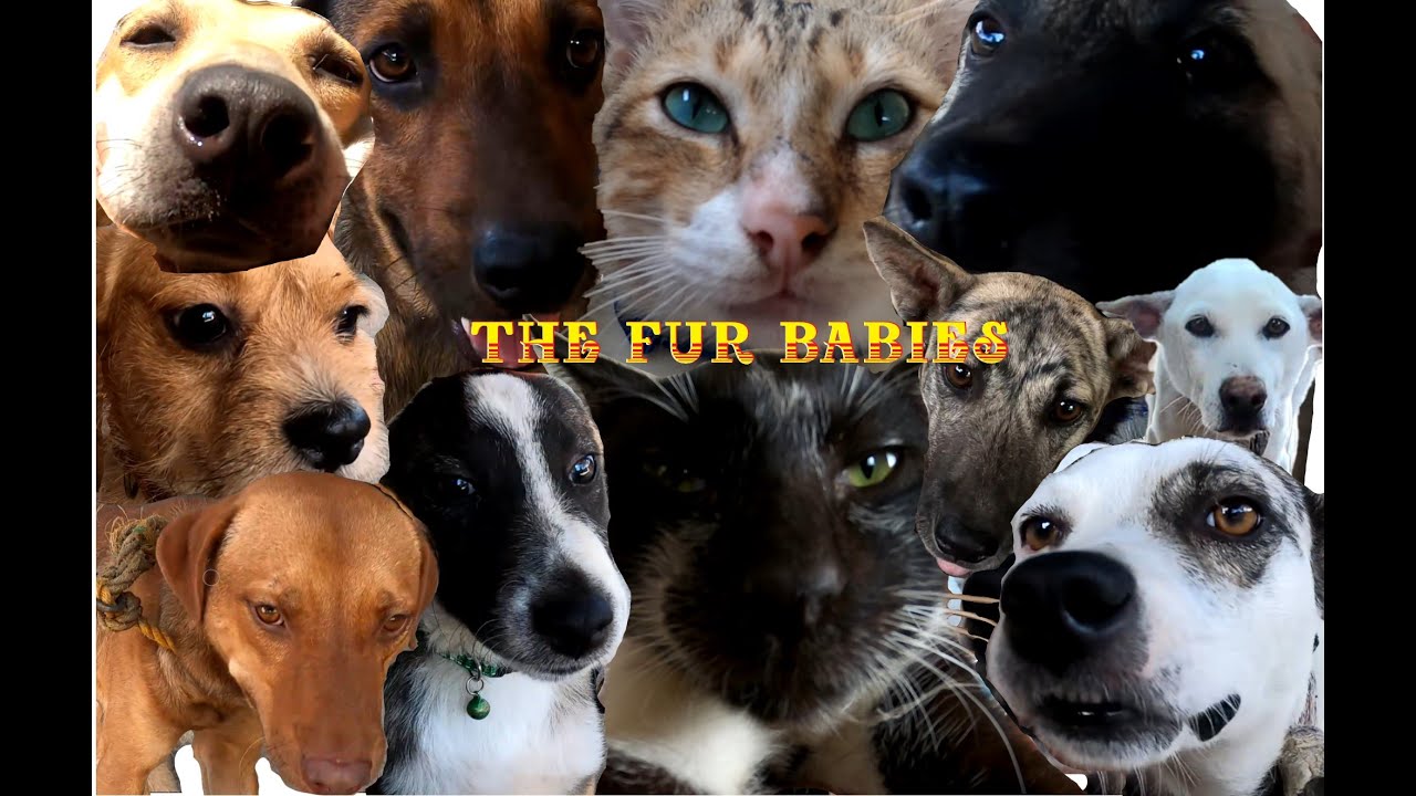 My Lovable Pets Part Two Youtube