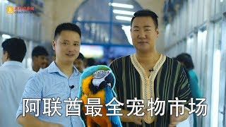 【中看迪拜】阿联酋最繁华的宠物市场！沙迦花鸟市场罕见豹纹猫 pet market