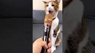 meow 😼 #cat #pussycat #kitty #catlover #catvideos #cute #angry #shortvideo#shorts#trending#ytshorts