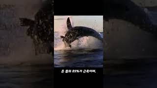 황소상어가 악어를 산 채로 잡아먹는 영상