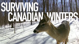 Wildlife on trail cameras enduring Canadian winters.