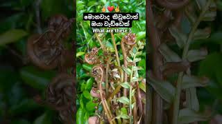 මේ මොනවාද? | What are these?  #youtubeshorts #trending  #agriculture  #food #barakoku #බරකොකු