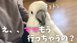 お見送り時にキョトン顔を発揮するタイハクオウムの朝