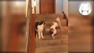 Initial D dog outraces cat