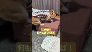 【コーギーかわいい】ホリホリ…最後の目つき 笑笑 #コーギー #コーギーかわいい #shorts