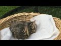 Robin Rescue: A Documentary (Part One)   -  by Mike Franzman