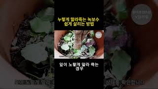 잎이 노랗게 변하는 이유는