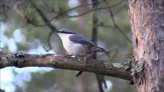 Nötväcka, Eurasian nuthatch (Sitta europaea), 2015-11-12