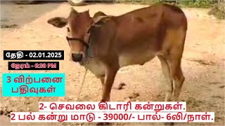 3-விற்பனை பதிவுகள்.2- செவலை கிடாரி கன்றுகள்.2 பல் கன்று மாடு - 39000/- பால்- 6லி/நாள்.