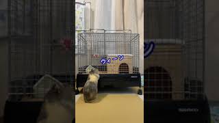 【guineapig】天才！掃除後に自分で扉を開けてケージに帰るモルモット　#shorts