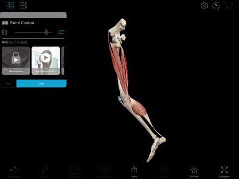What extends the knee joint?