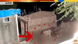 Viral video of lion that Hunting cow in Amreli | Zee24Kalak