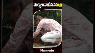 మొక్కలు నాటిన నమ్రత  | Namrata Ghattamaneni Planted Saplings #Namrata #MaheshBabu