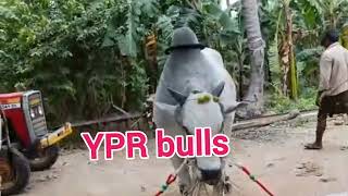 కోడూరుపాడు పందానికి YPR bulls (మున్నాభాయ్ \u0026 సూర్యాబాయ్) || ypr bulls at kodurupadu seniors