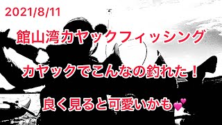 2021/8/11館山湾カヤックフィッシング、こんなの釣れちゃいました！