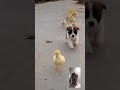 કૂતરું અને બતક ની ભાઈબંધી 🐕🐕🦆🦆 funny dog viralvideo shortvideo