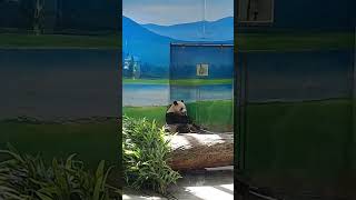 圓寶靠在門邊吃竹子好可愛 #panda #可愛 #cute #zoo