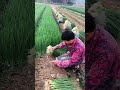 Humpty the onion Vegetables | nursery rhyme |china| kindergarten#shorts#farming#short#funny#crops