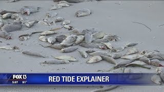 Red tide explained: What is it, and where does it come from?