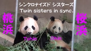 桜浜　桃浜　シンクロシスターズ　あ、桃ちゃん居たの　一緒に食べよう　食事終了も同期している仲良しパンダ