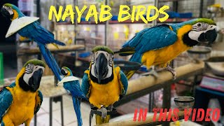 Nayab Birds | Blue\u0026Gold Beautiful Breed ❤️🫶🏻