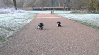 Bilbo, the Paraplegic Dachshund; Winter Walk with Best friend, Saffy