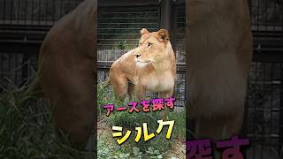 アースを探すシルク【付近を見渡す】 #のんほいパーク #lion #ライオン #シルク