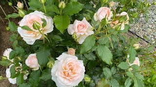 Chandos Beauty what a fragrant variety! Nice and pretty hybrid tea rose in my Ukrainian garden