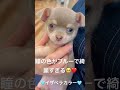 イザベラ チワワ 癒し 可愛い 子犬 犬 shost 愛犬 ペット イザベラカラー chihuahua cute puppy baby dog dog animals