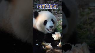 可愛炫筍筍！💖🐼渝可渝愛 #大熊貓 #cute panda short