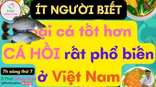 Loại cá TỐT hơn CÁ HỒI rất phổ biến ở Việt Nam | 3 Phút Sống Khỏe