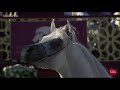 n.147 nadeer al waab 2019 qatar int. peninsula show stallions 4 to 10 years old class 10