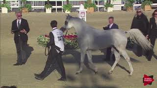 N.147 NADEER AL WAAB - 2019 Qatar Int. Peninsula show - Stallions 4 to 10 years old (Class 10)