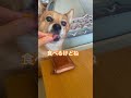 ターゲットロックオン　元野犬のチャチャ シニア だよ🦊✨