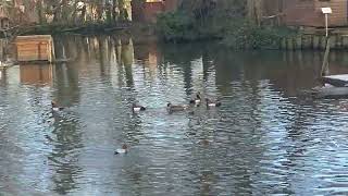 DELIGHTFUL DUCKS AT THE BOURNE BUILDINGS IN FARNHAM 🦆🦆🦆!!!  #duck #ducks #duckvideo