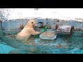 【天王寺動物園】三角コーン 大 はまだサイズぶかぶか♪仔ぐまのホウちゃん tennnoji zoo polar bear houchan and her mom icchan.