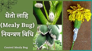 जानौं तरकारी र फूलमा लाग्ने सेतो लाही नियन्त्रण उपाय || Best way to Control White Mealy Bug ||