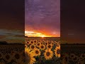 Sunflowers with Sunset #beautiful #nature #amazing #sky #clouds #trees #sunset #sunflowers #garden