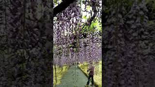 大分県宇佐市千財農園紫藤花（藤の花)