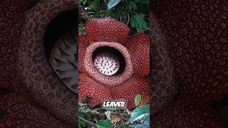 Rafflesia: What Do We Know About Them? #rafflesia #flowers #nature #science