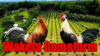 Lets Visit The Farm Of Wakela Gamefarm