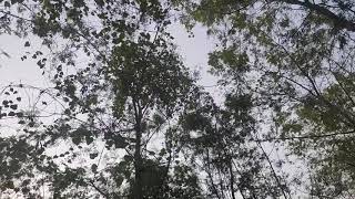 Nature video. Uppalapadu village. Narasaropet